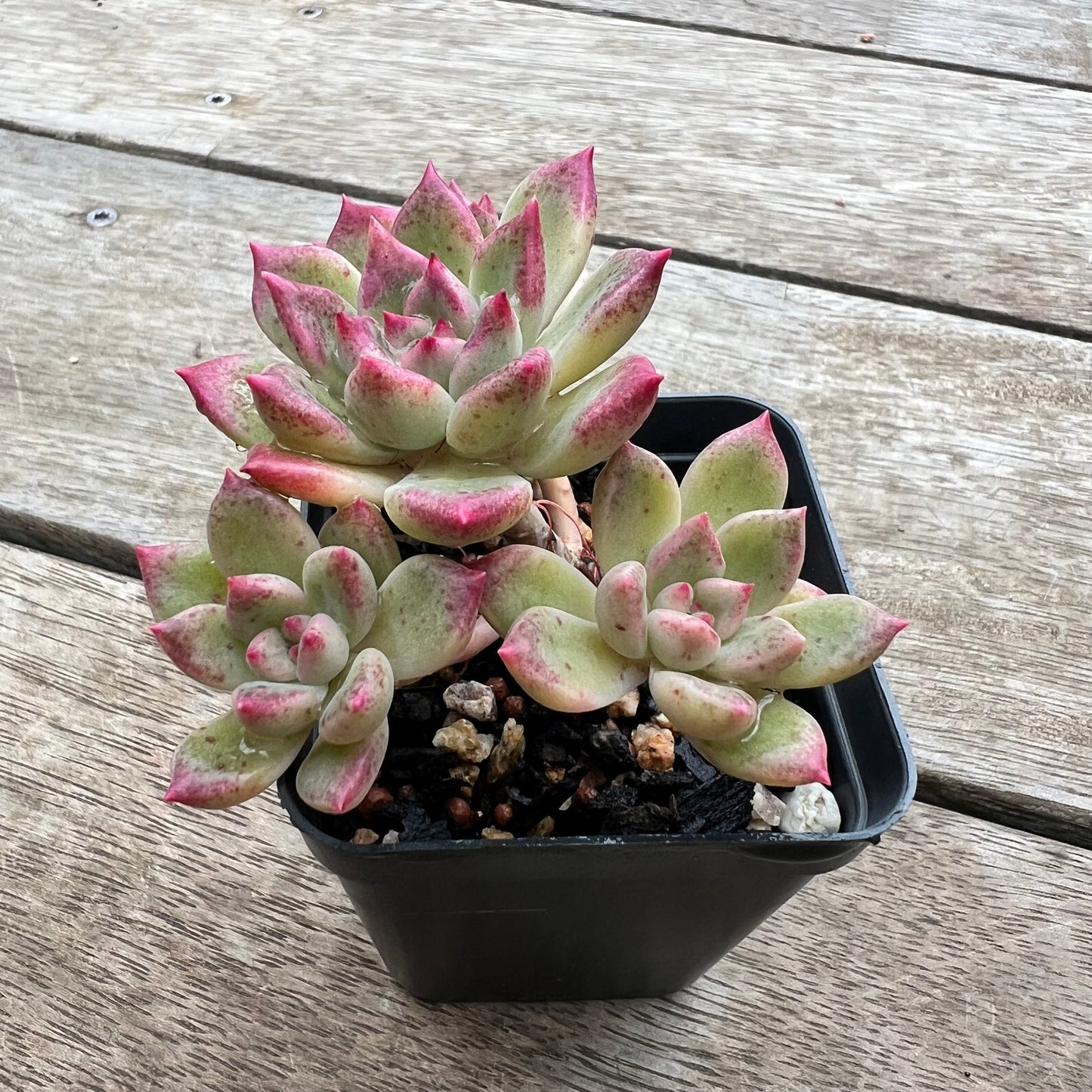 0904 Echeveria Arzee