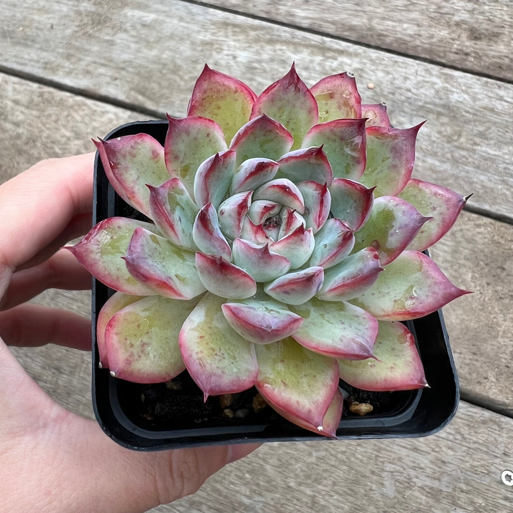 succulent cherry 0904 Echeveria Cherry