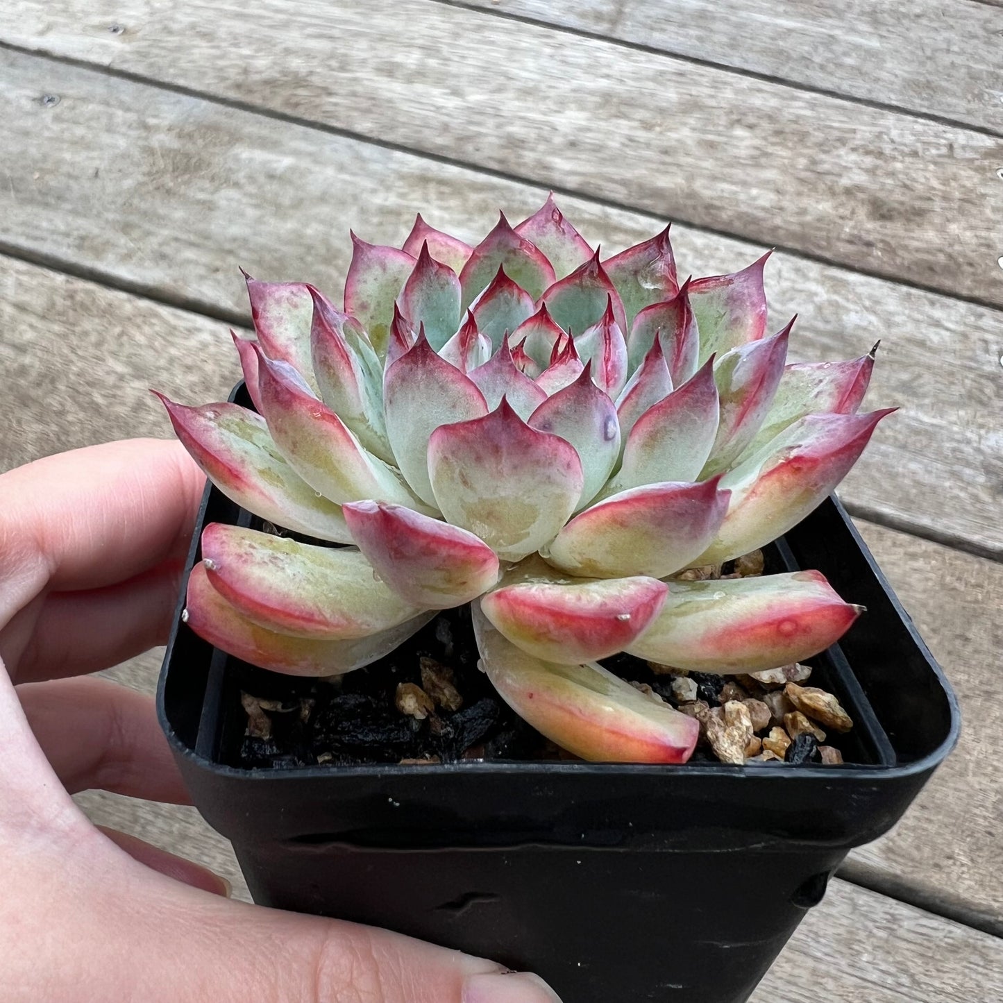 0904 Echeveria Cherry