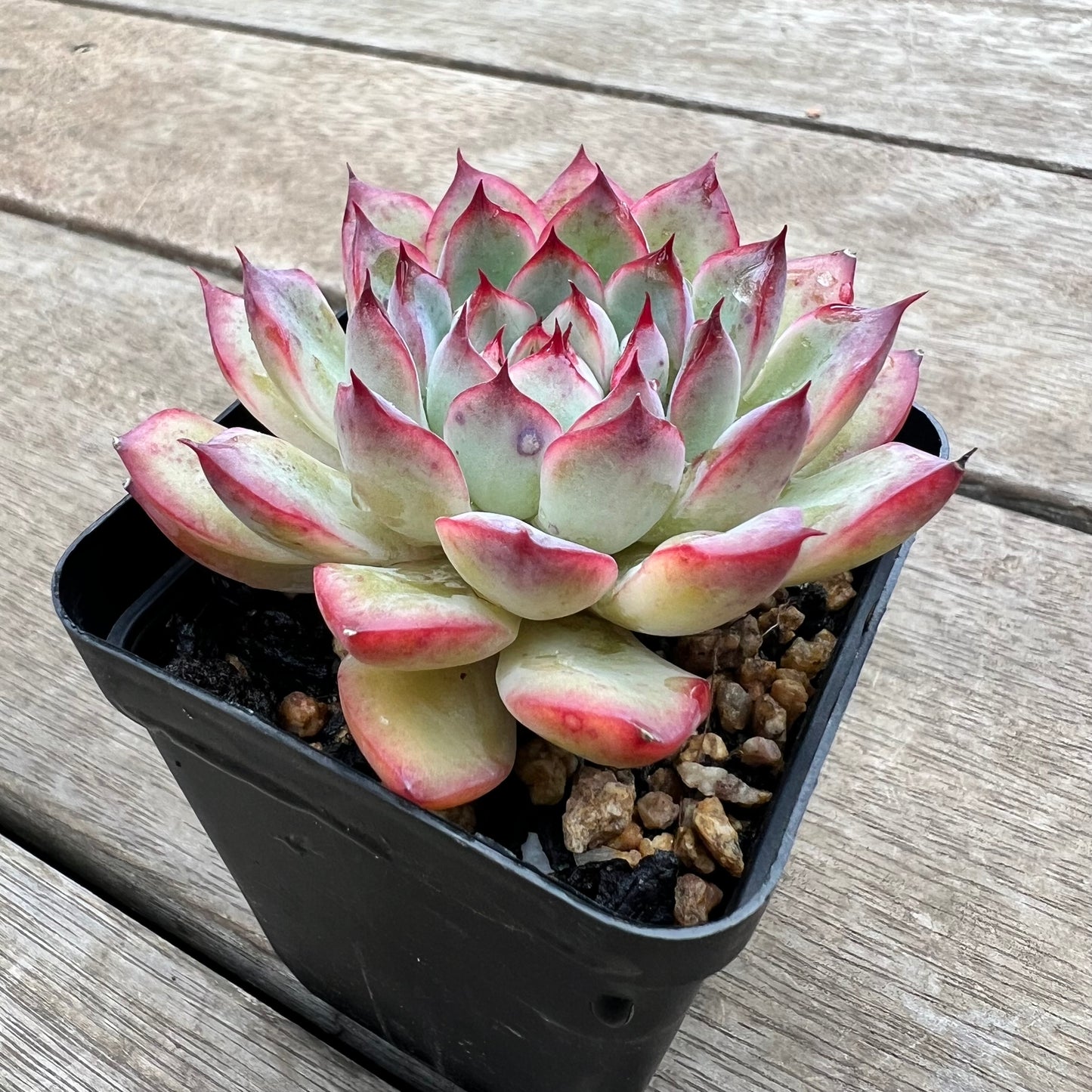 0904 Echeveria Cherry