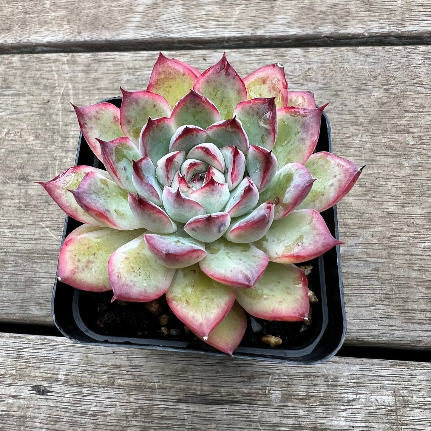 0904 Echeveria Cherry