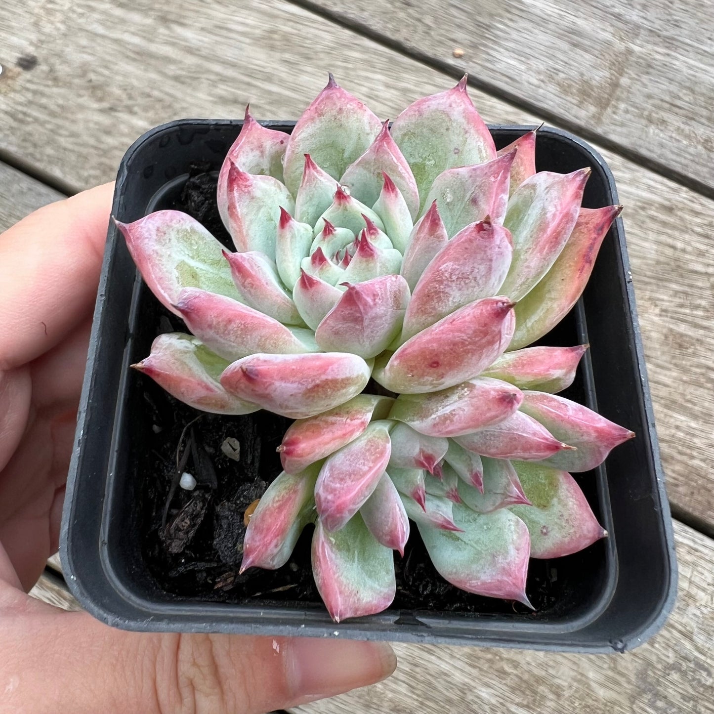 0904 Echeveria Home Alone (double)