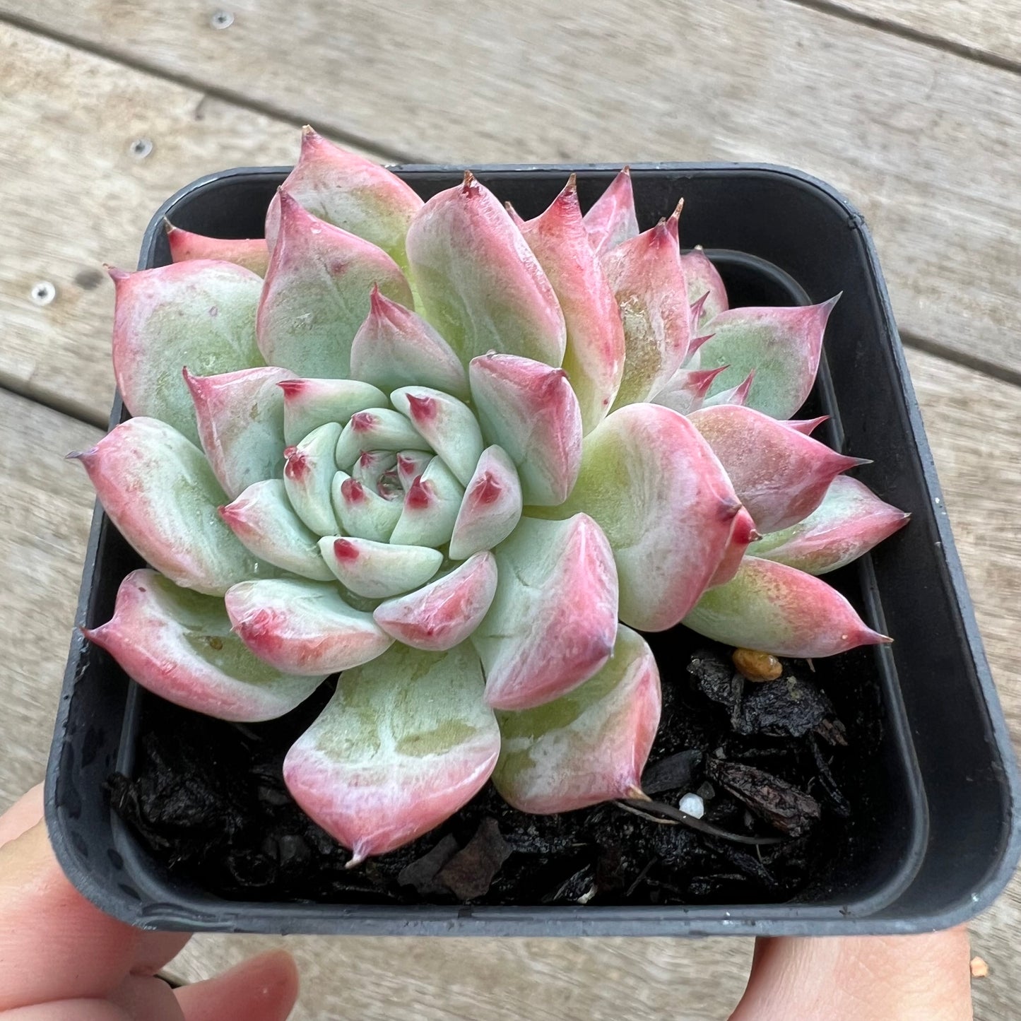 0904 Echeveria Home Alone (double)