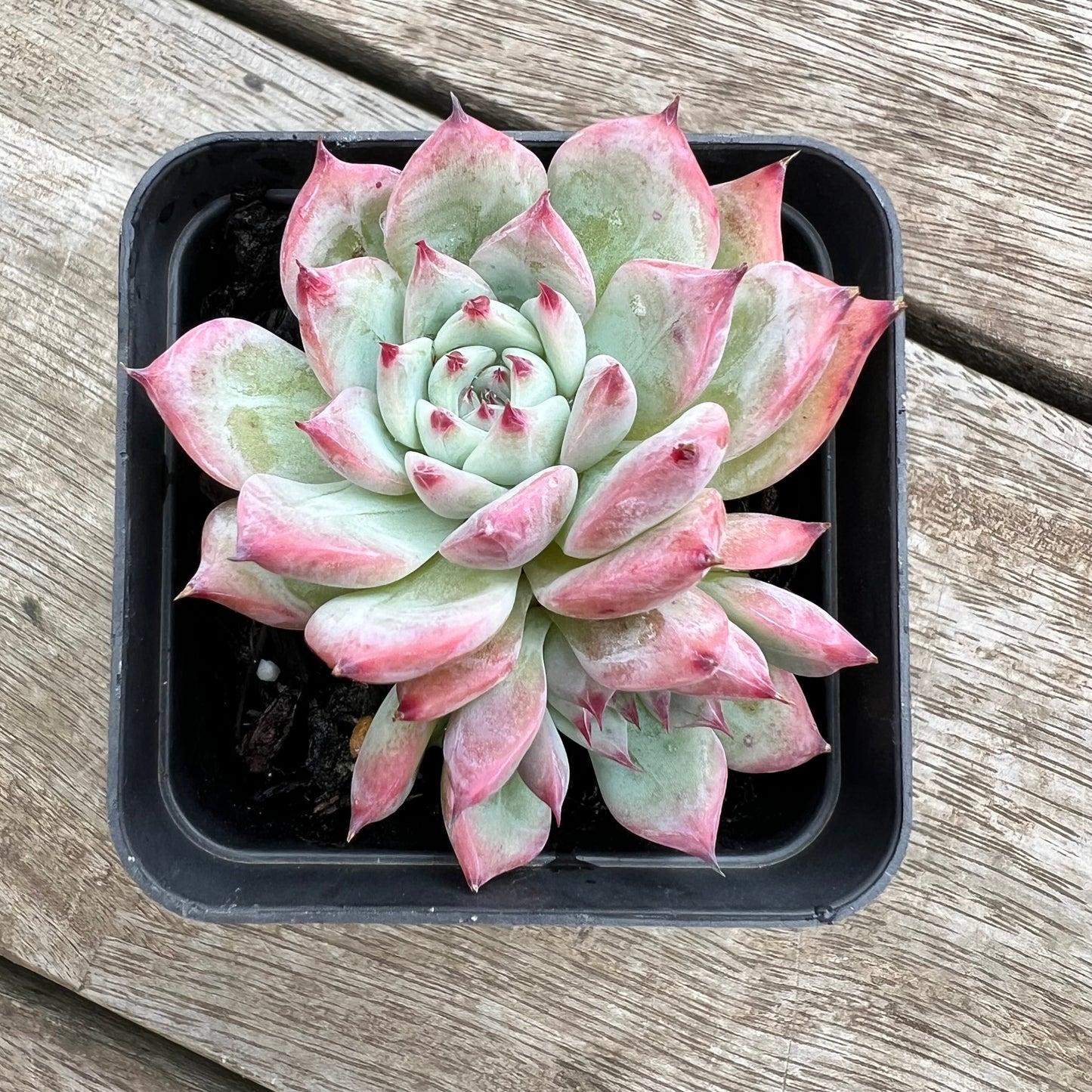 0904 Echeveria Home Alone (double)