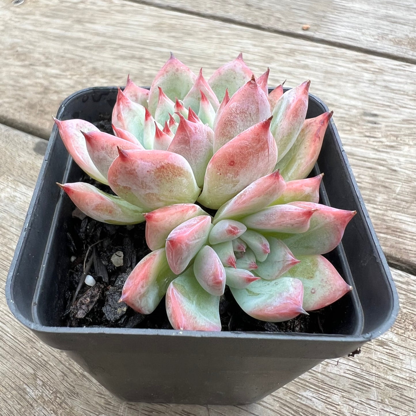 0904 Echeveria Home Alone (double)