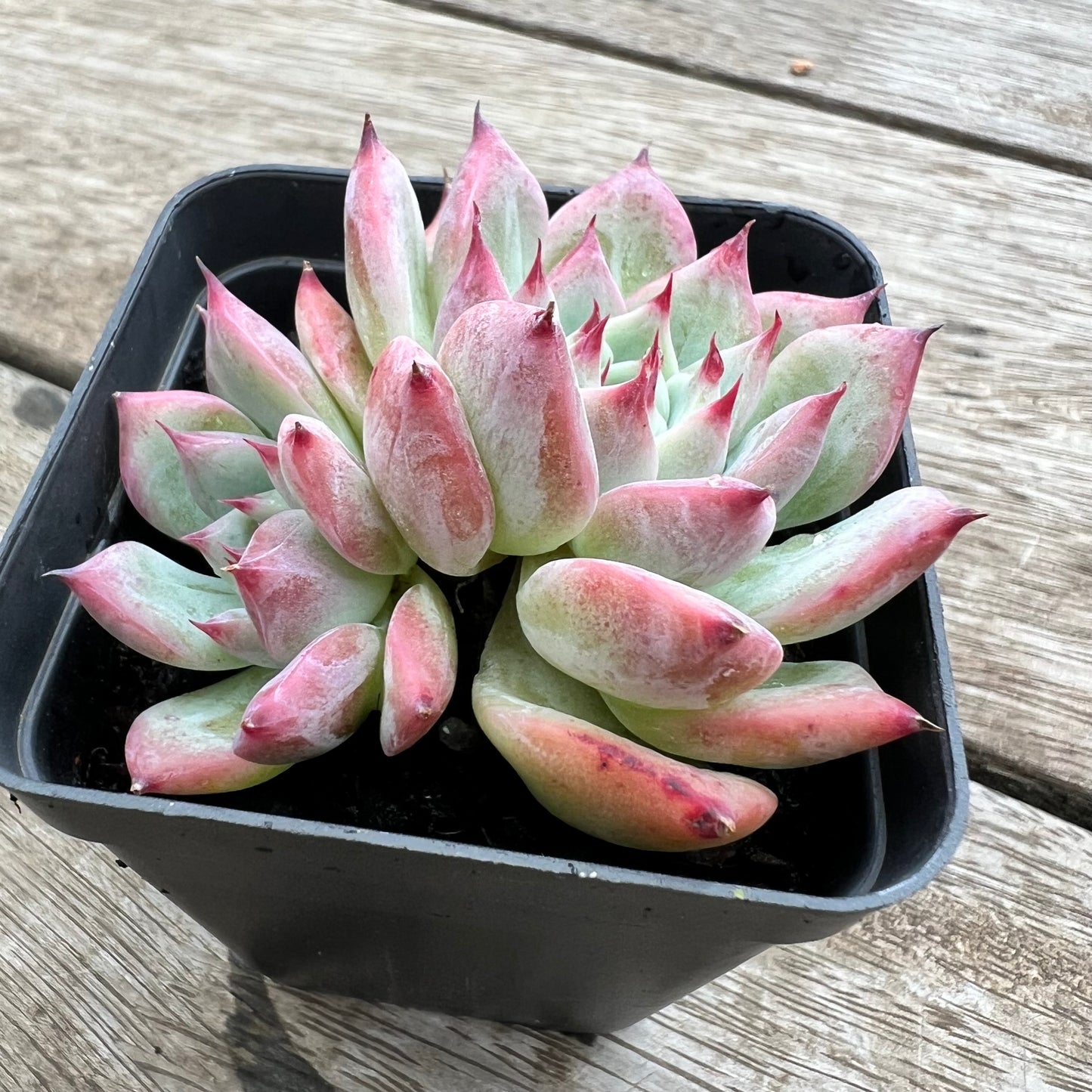 0904 Echeveria Home Alone (double)