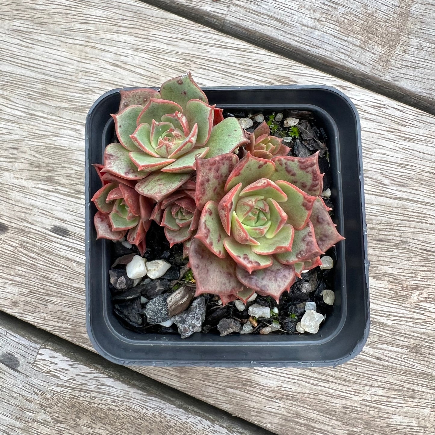 0904 Echeveria Longissima (Round Leaf)