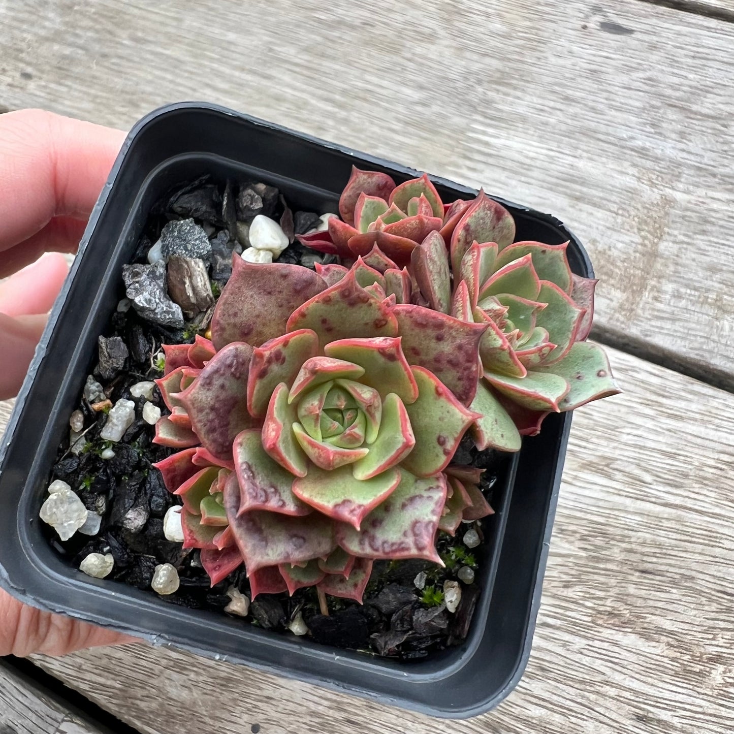 0904 Echeveria Longissima (Round Leaf)