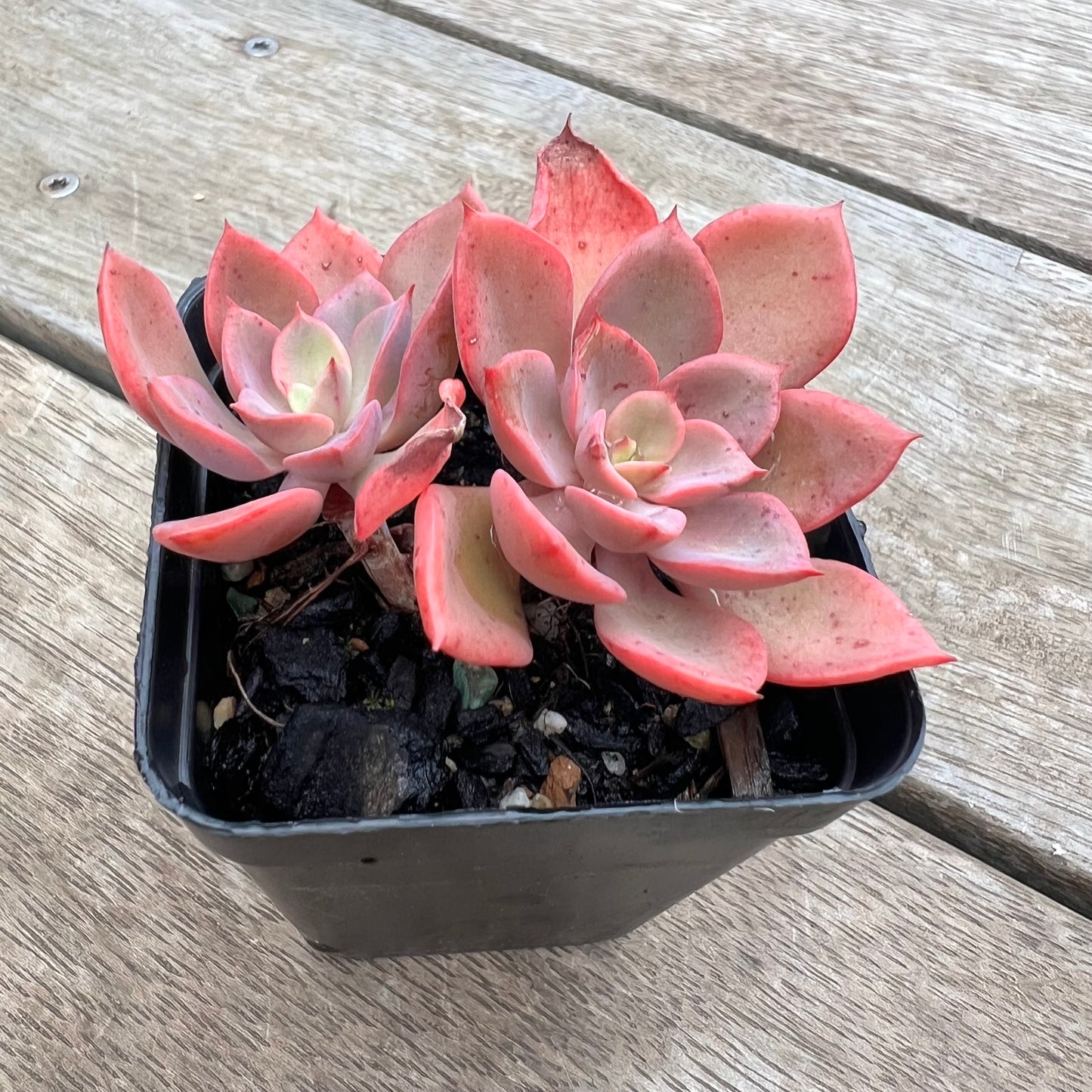 0904 Echeveria Noble Red (double)