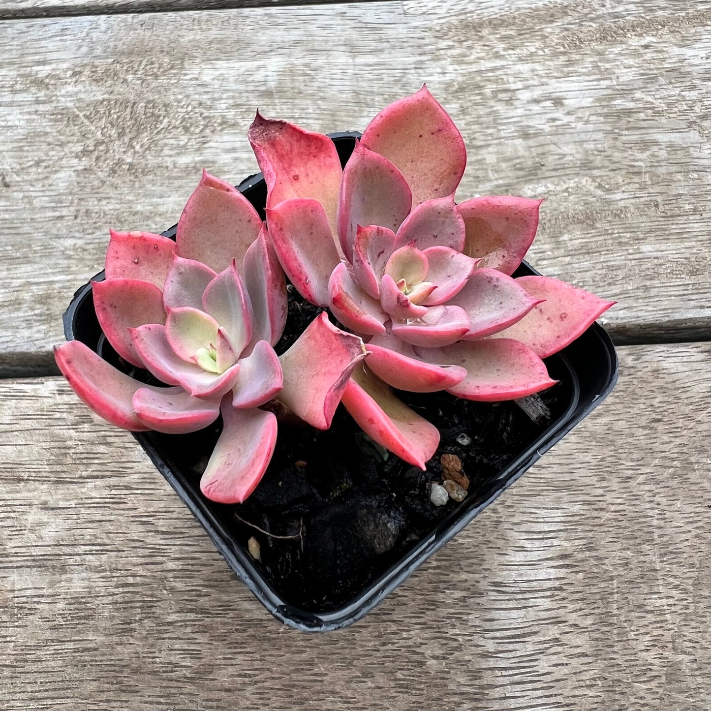 0904 Echeveria Noble Red (double)