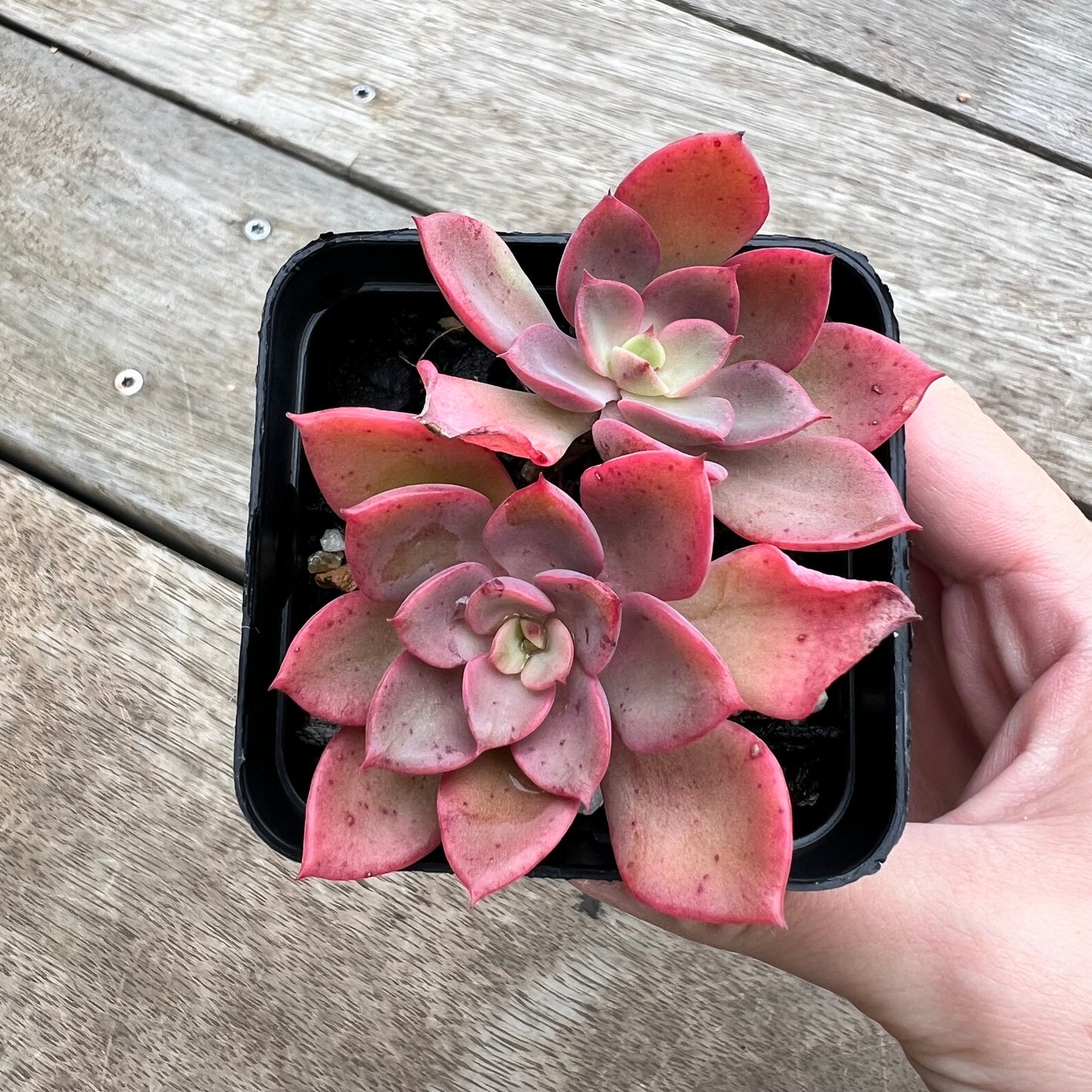 0904 Echeveria Noble Red (double)