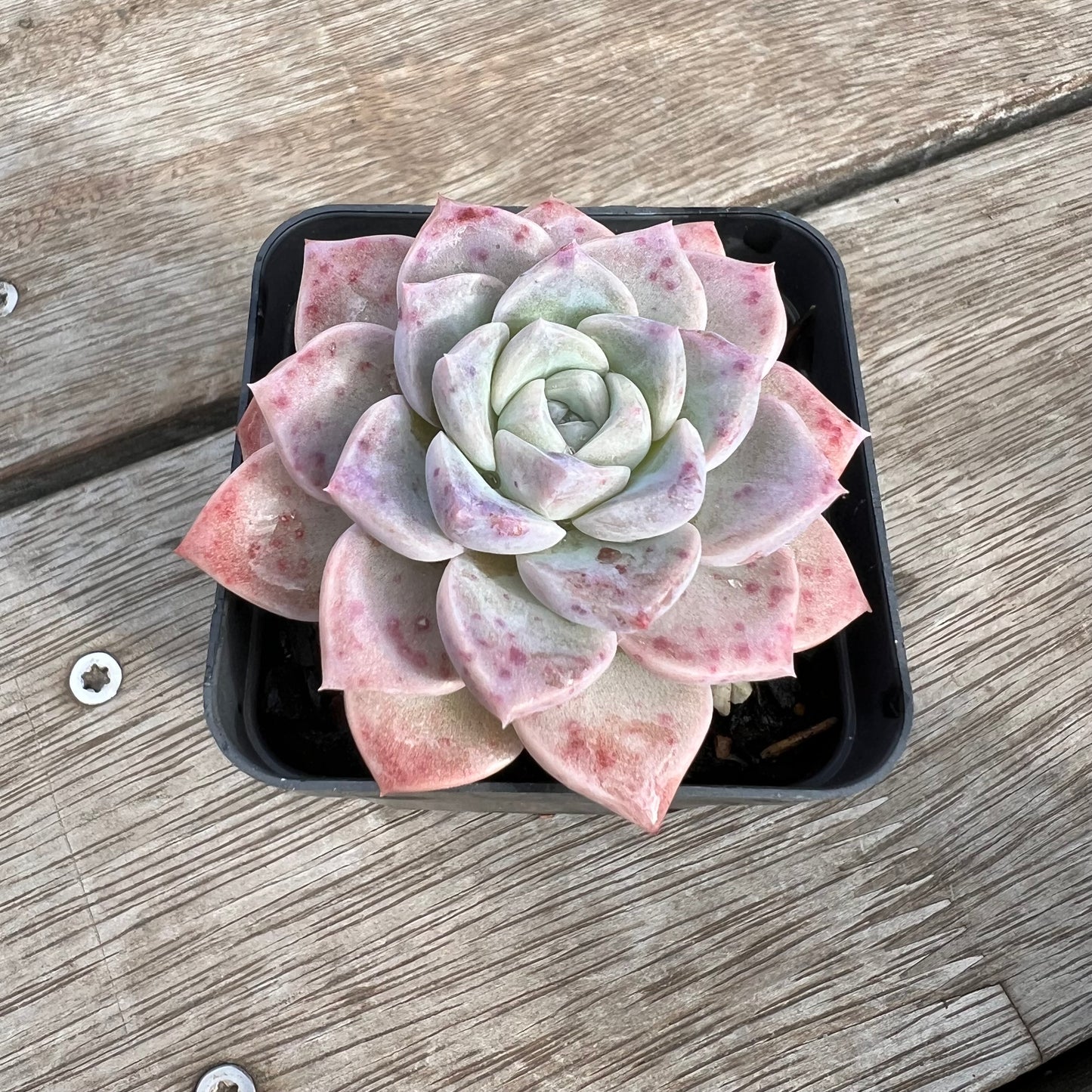 0904 Echeveria Pink Star