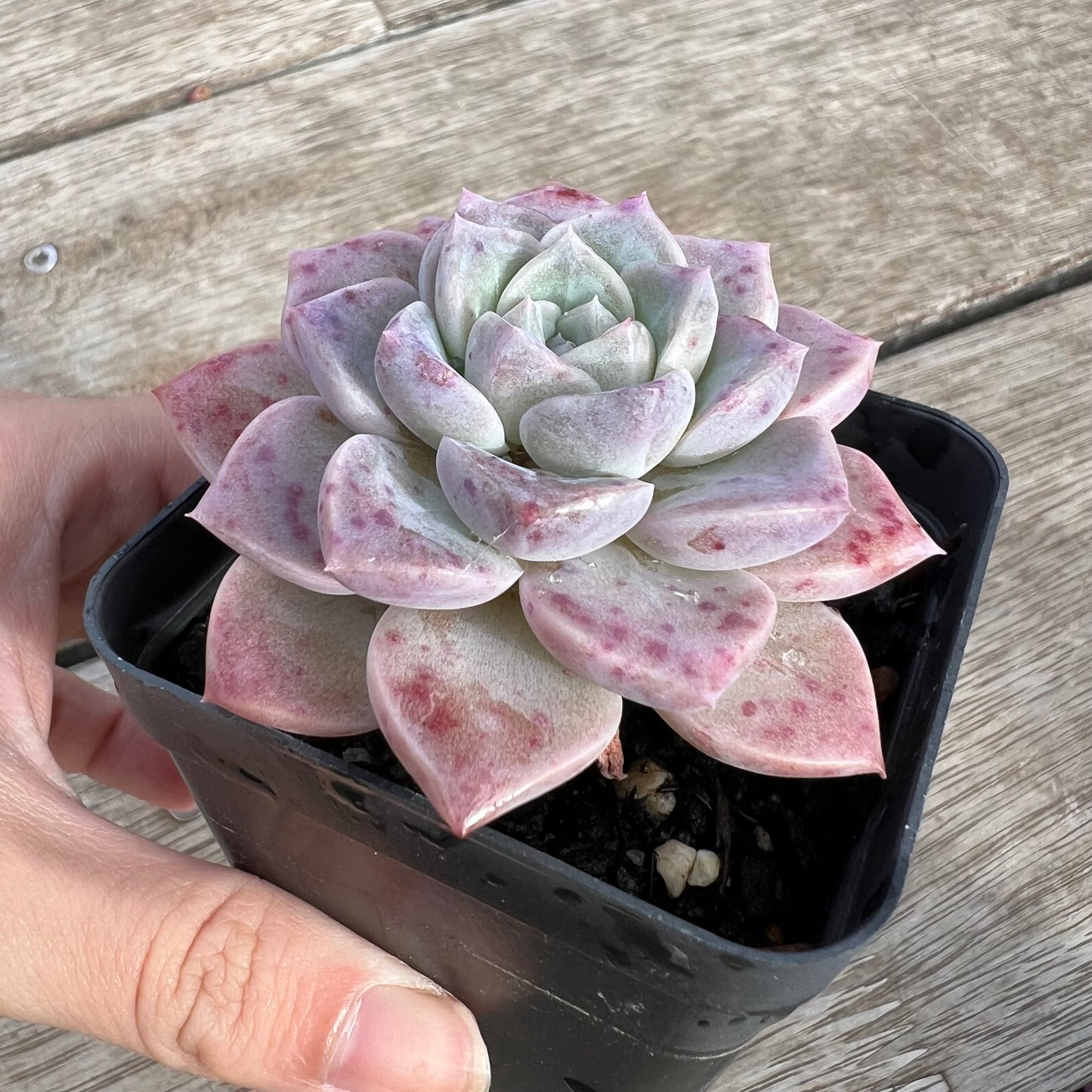 0904 Echeveria Pink Star