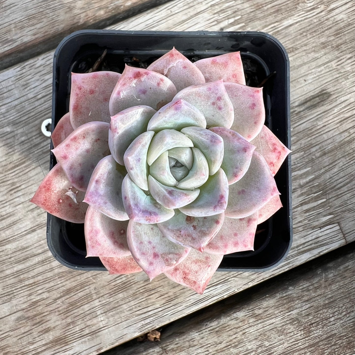 0904 Echeveria Pink Star