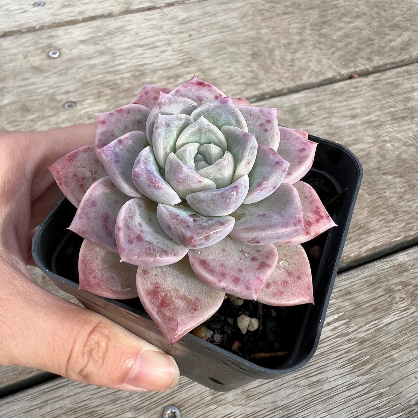 0904 Echeveria Pink Star