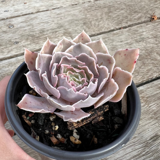 0904 Echeveria Shaviana 'Hime'