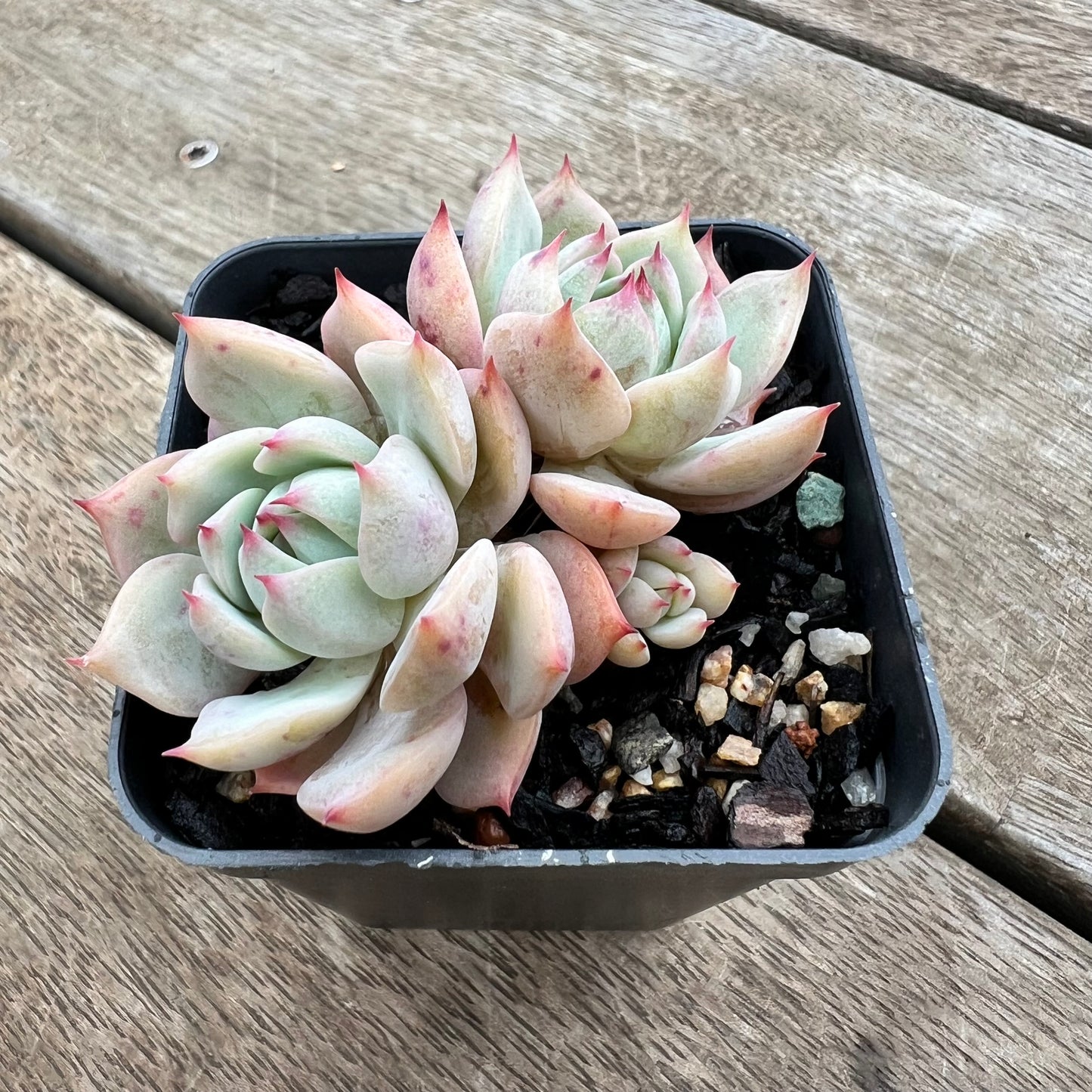 0904 Echeveria Tippy