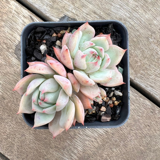 0904 Echeveria Tippy