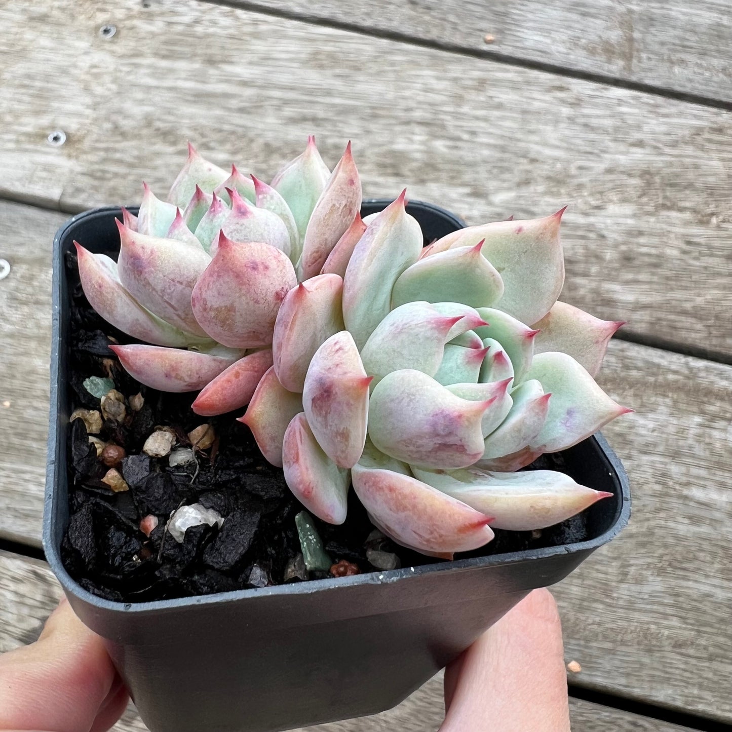 0904 Echeveria Tippy