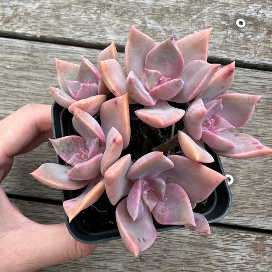 0904 Graptoveria Huth's Pink (Multi)