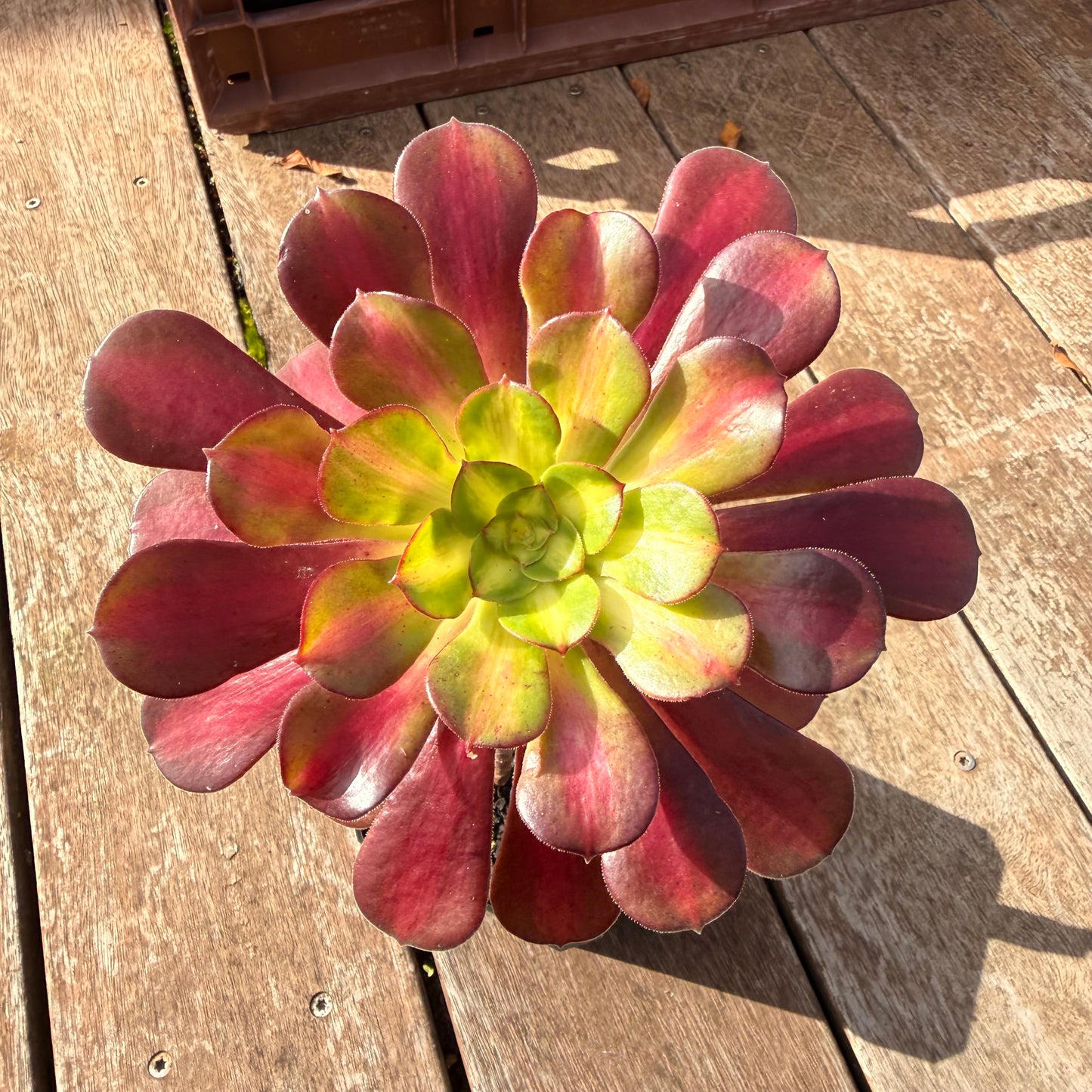 0906 Aeonium Middle Variegation 红中斑锦
