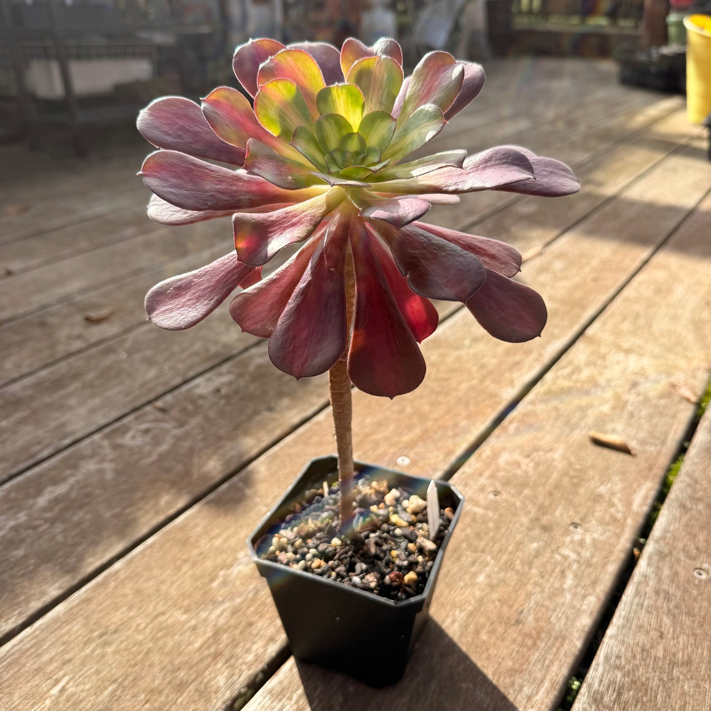 0906 Aeonium Middle Variegation 红中斑锦