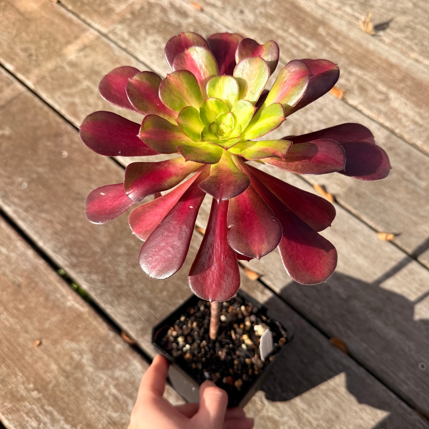 0906 Aeonium Middle Variegation 红中斑锦