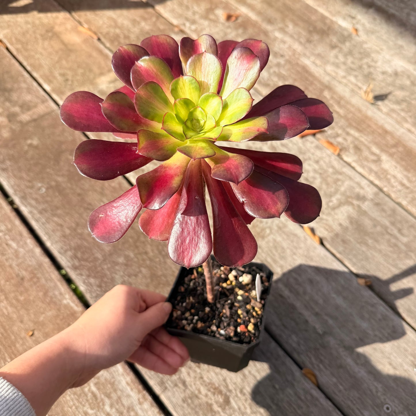 0906 Aeonium Middle Variegation 红中斑锦
