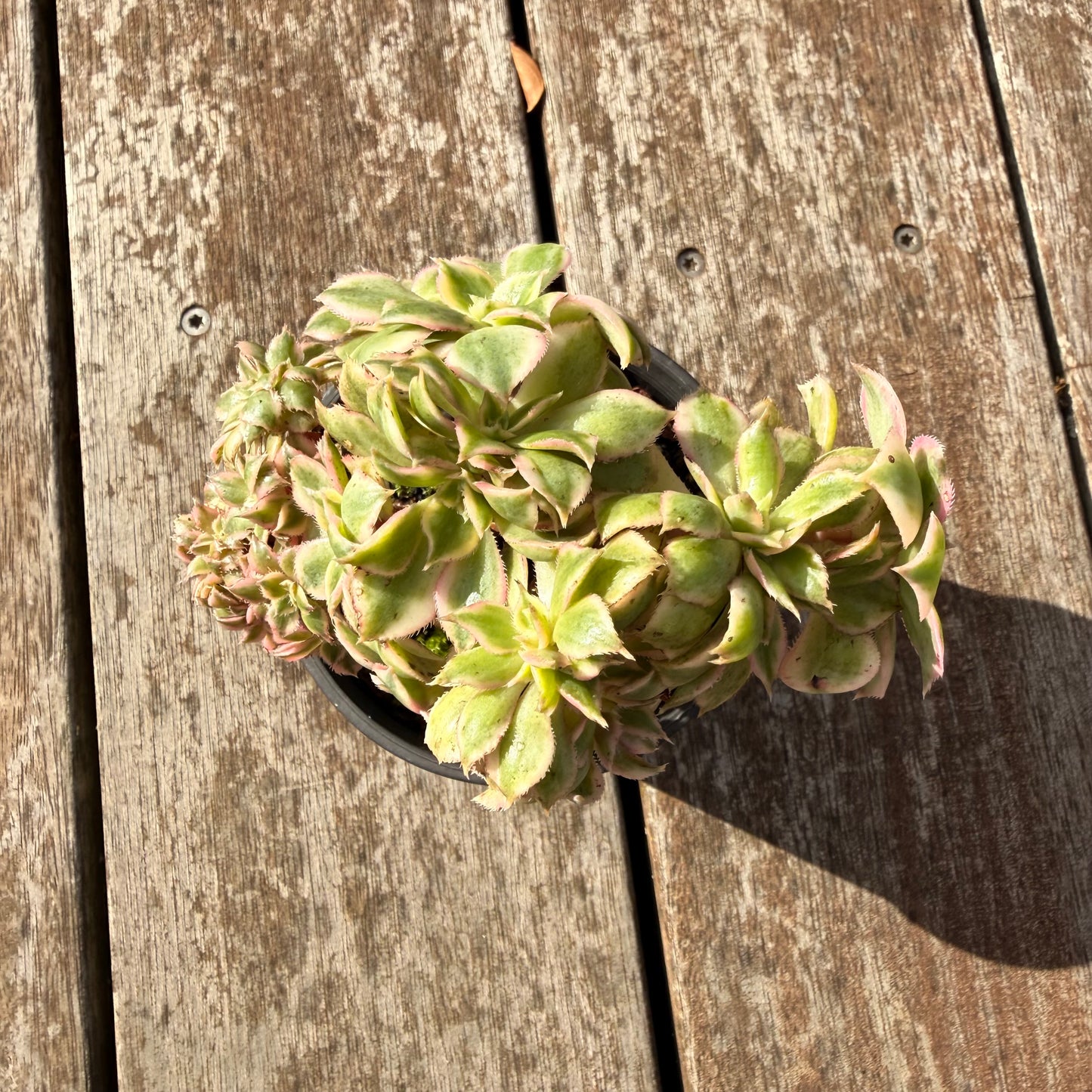 0906 Aeonium Sunburst Cresta (Large)