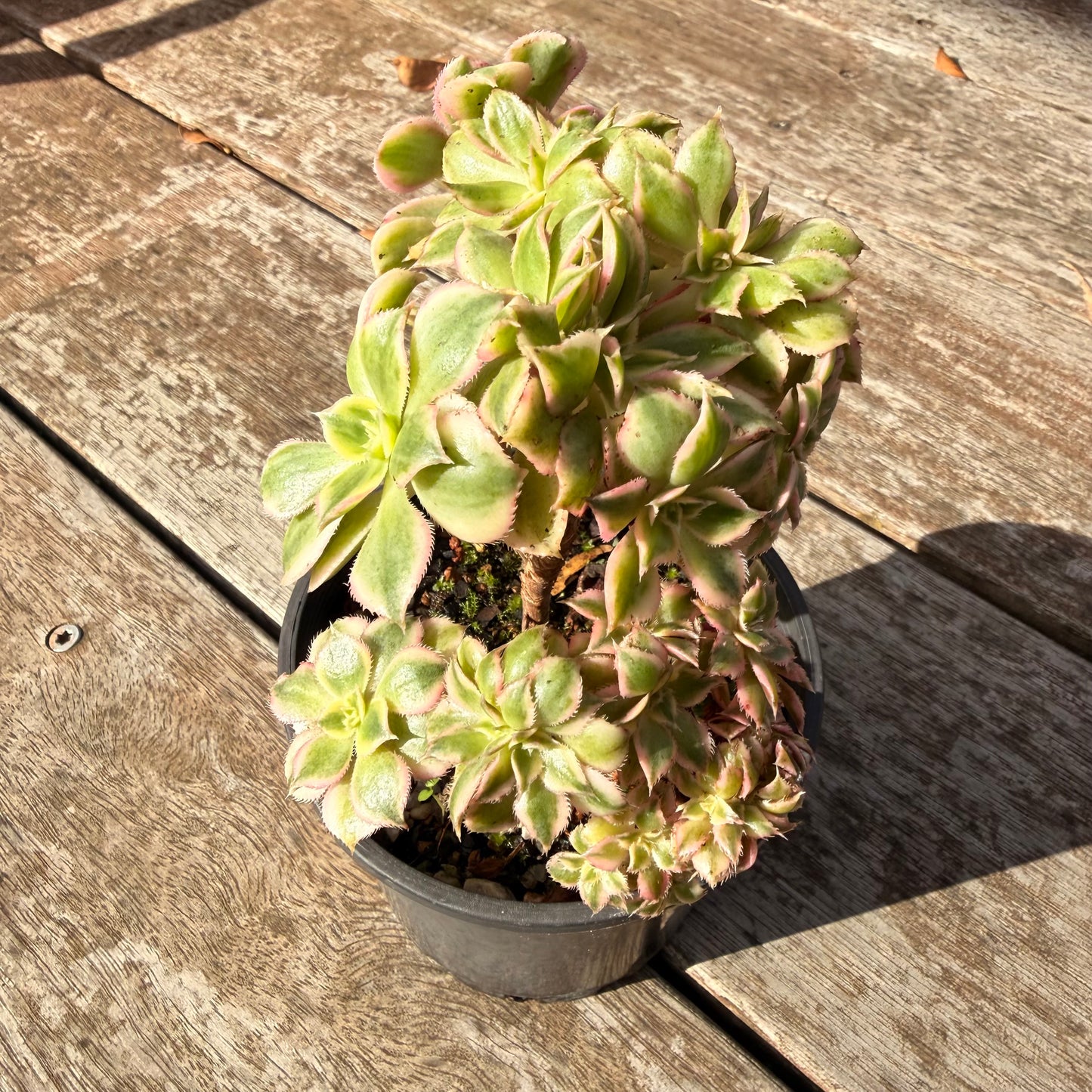 0906 Aeonium Sunburst Cresta (Large)