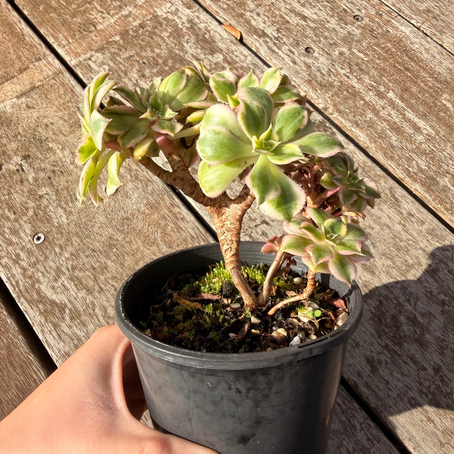 0906 Aeonium Sunburst Cresta (Large)