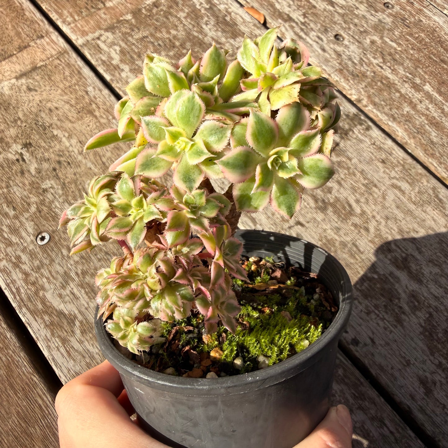 0906 Aeonium Sunburst Cresta (Large)