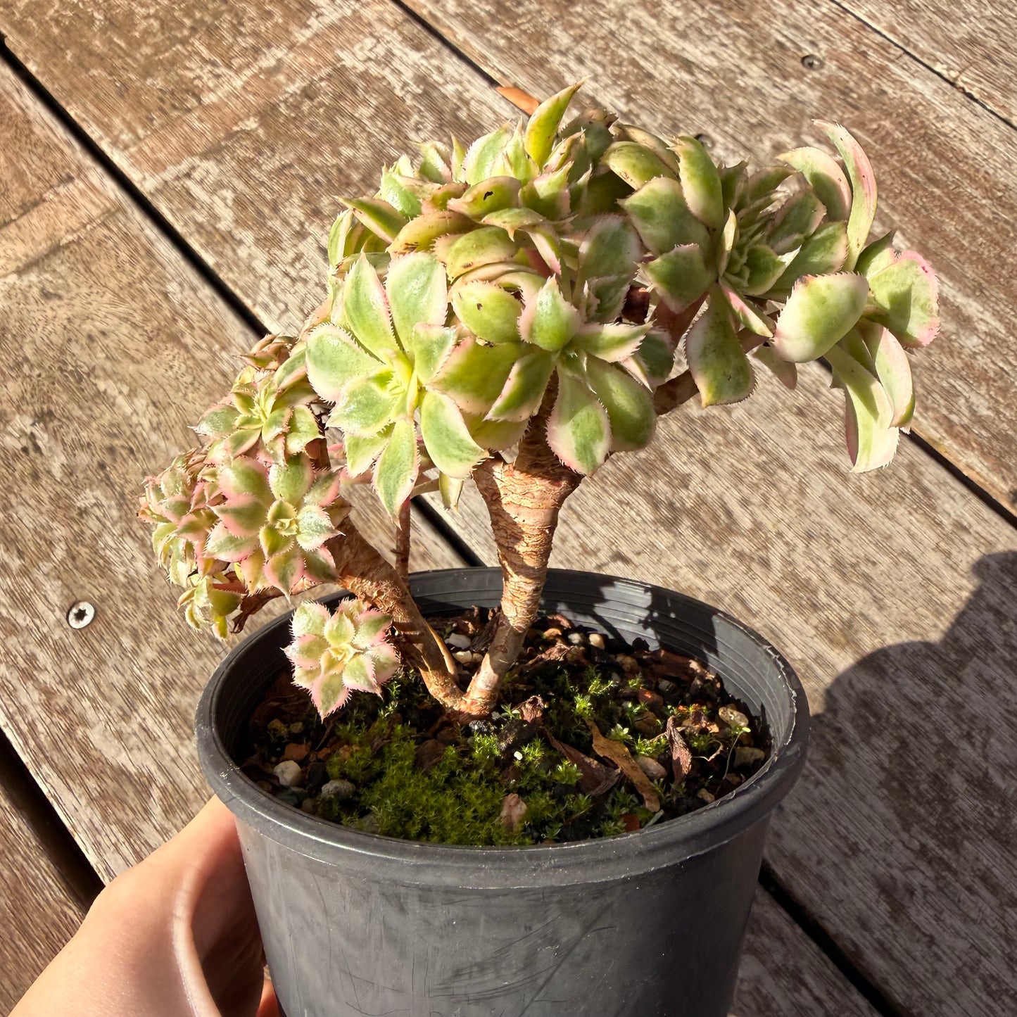 0906 Aeonium Sunburst Cresta (Large)