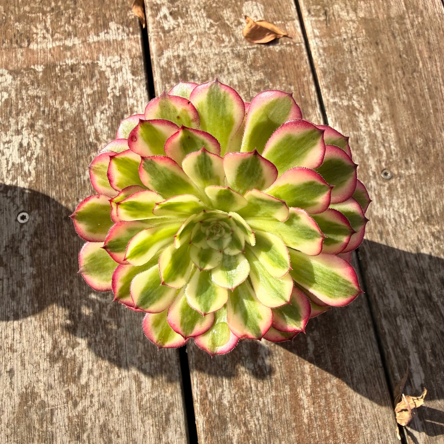 0906 Aeonium 'Red Garnet' Variegated
