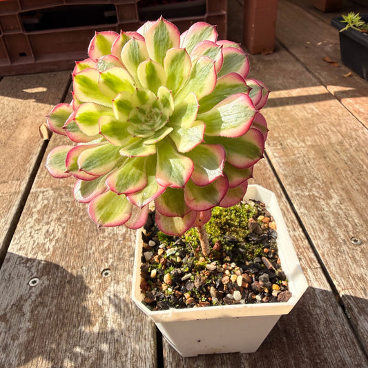 0705 红铜白法师
