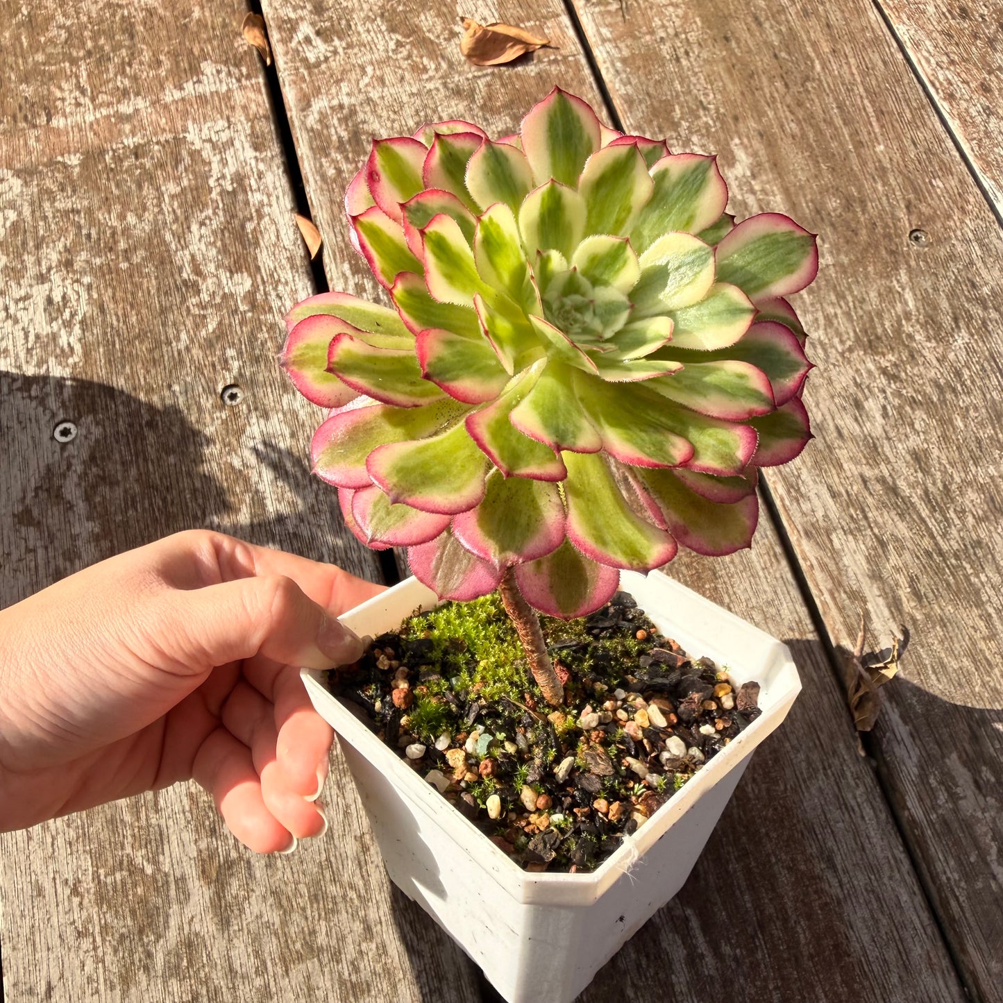 0906 Aeonium 'Red Garnet' Variegated