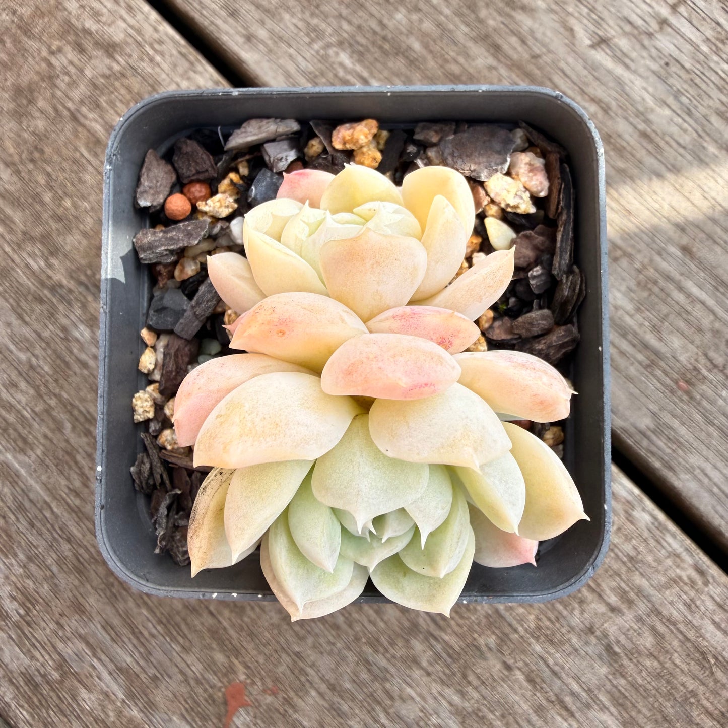 0906 Echeveria elegans 'Alba'