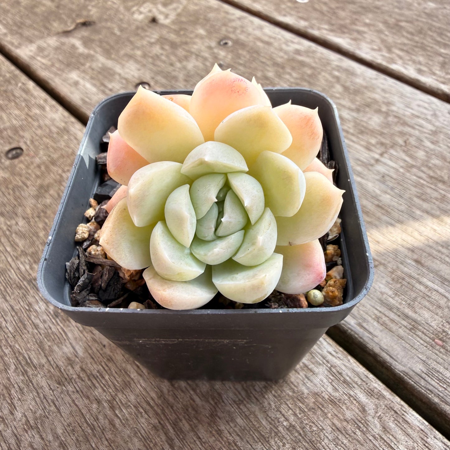 0906 Echeveria elegans 'Alba'