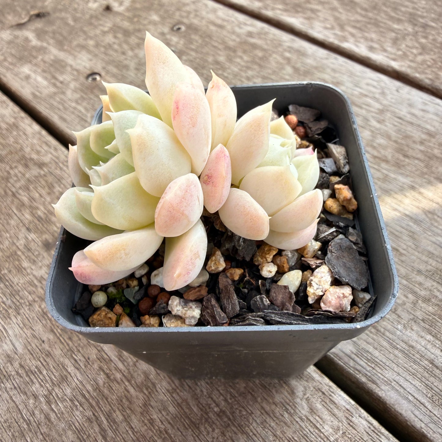 0906 Echeveria elegans 'Alba'