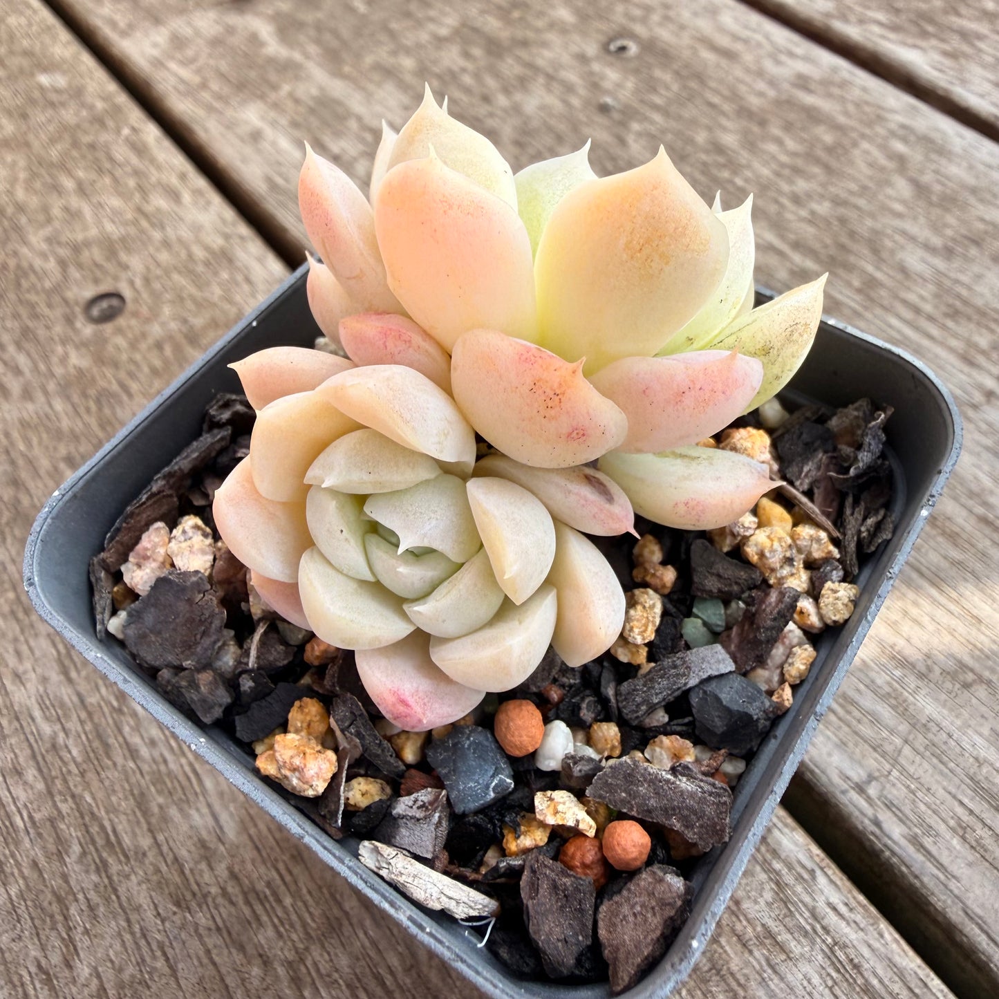 0906 Echeveria elegans 'Alba'