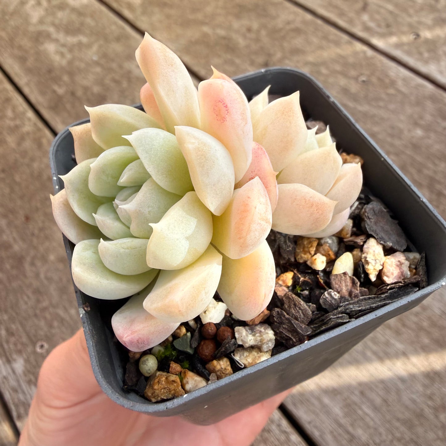 0906 Echeveria elegans 'Alba'
