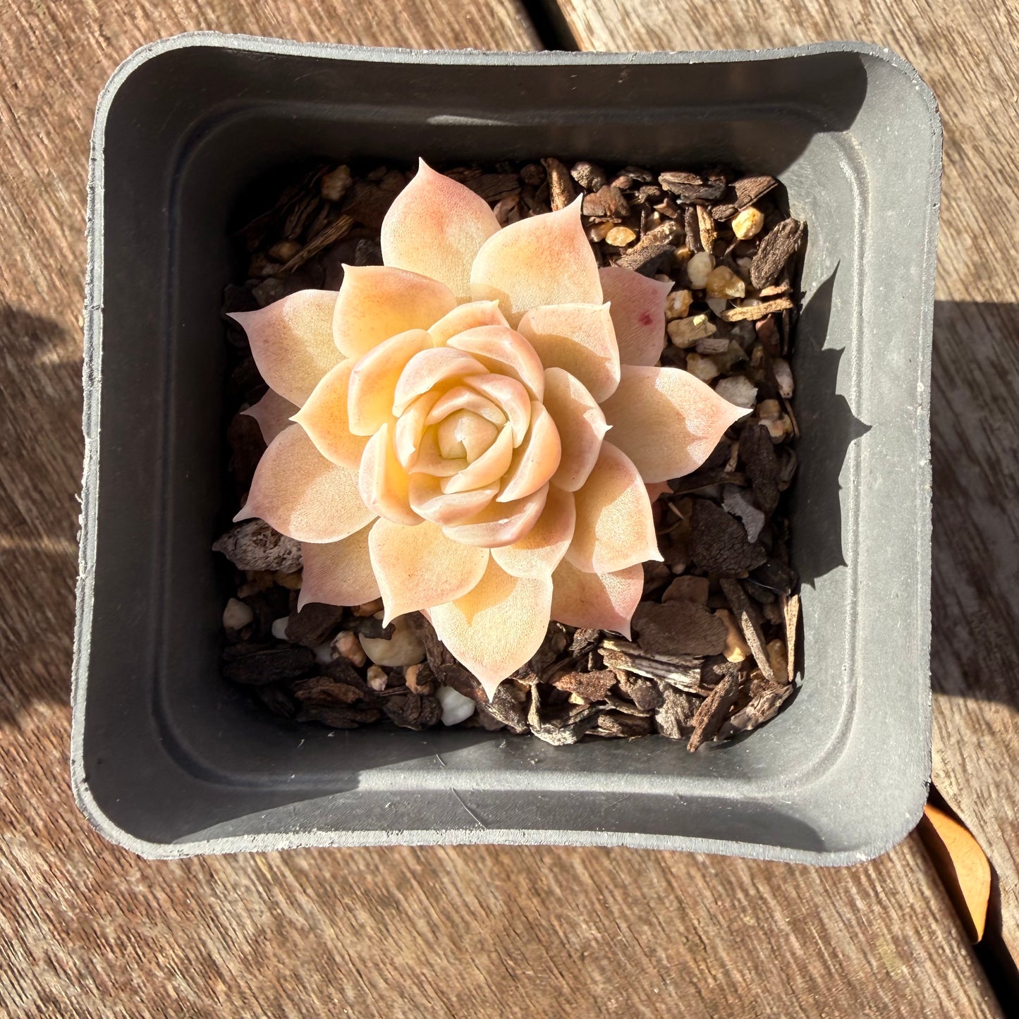0906 Echeveria Elegans 'Cream Rose'