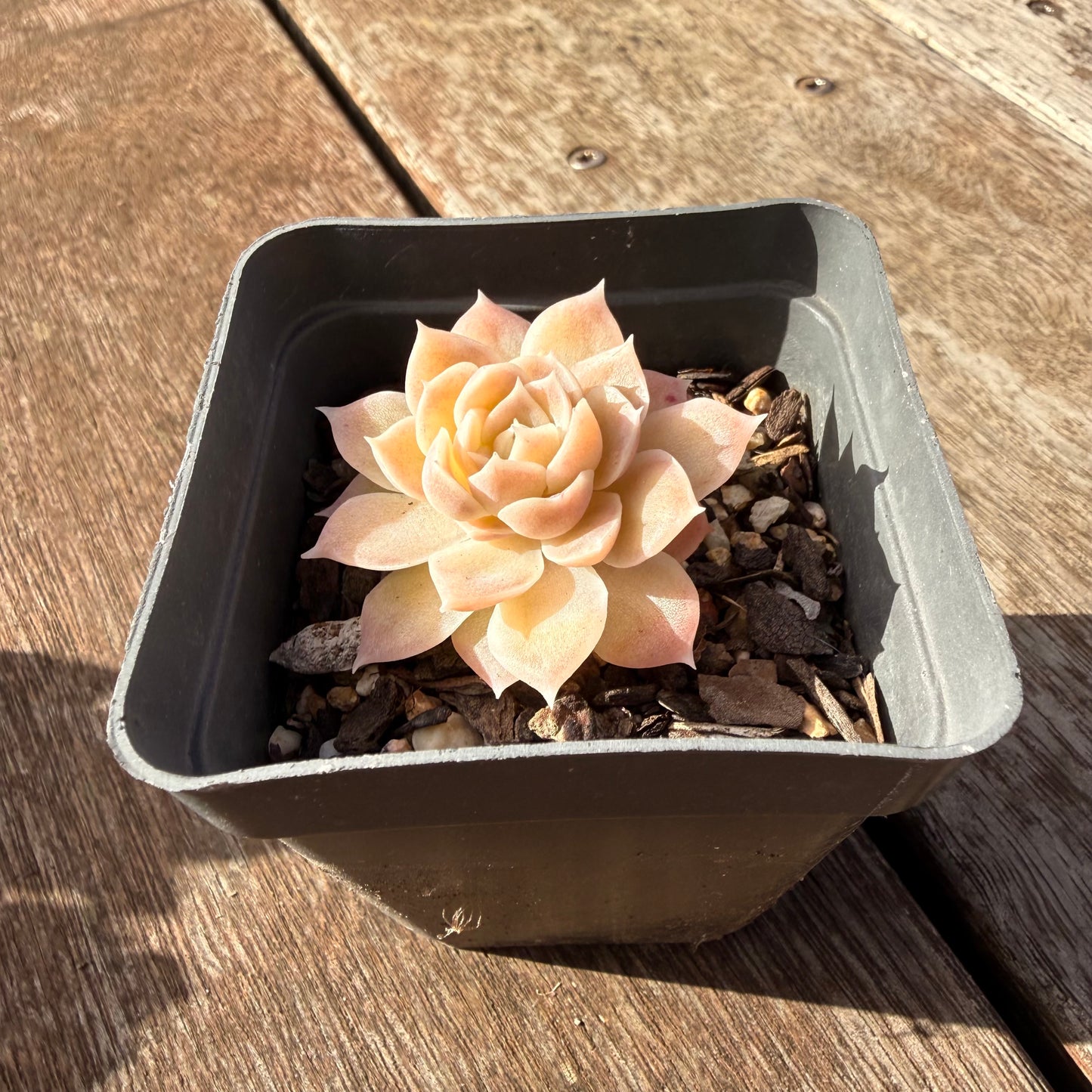 0906 Echeveria Elegans 'Cream Rose'