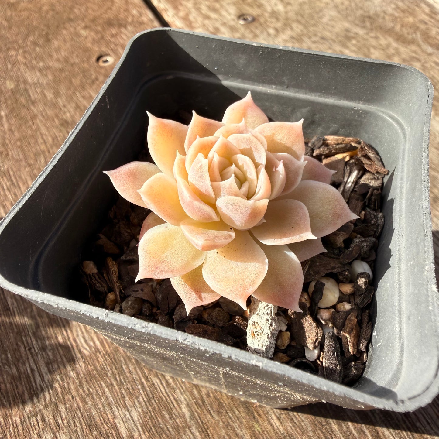 0906 Echeveria Elegans 'Cream Rose'