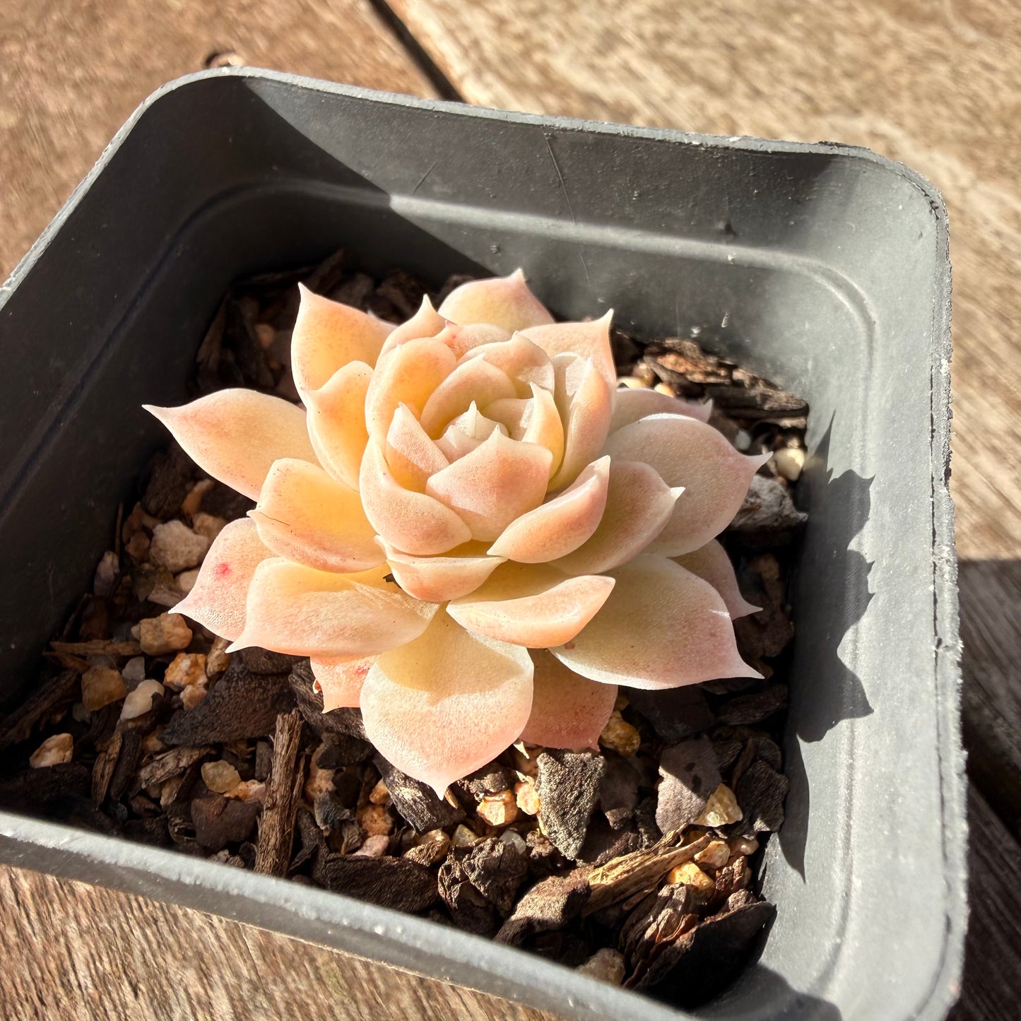 0906 Echeveria Elegans 'Cream Rose'