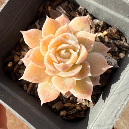 0906 Echeveria Elegans 'Cream Rose'