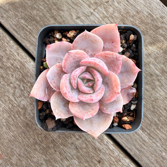 0906 Echeveria Laui x Neon Breaker