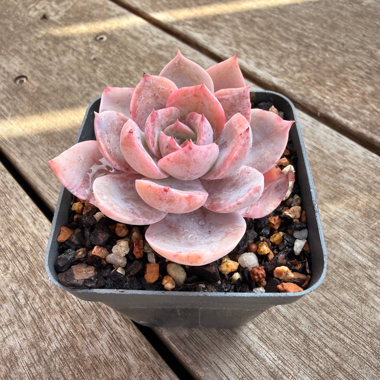 0906 Echeveria Laui x Neon Breaker
