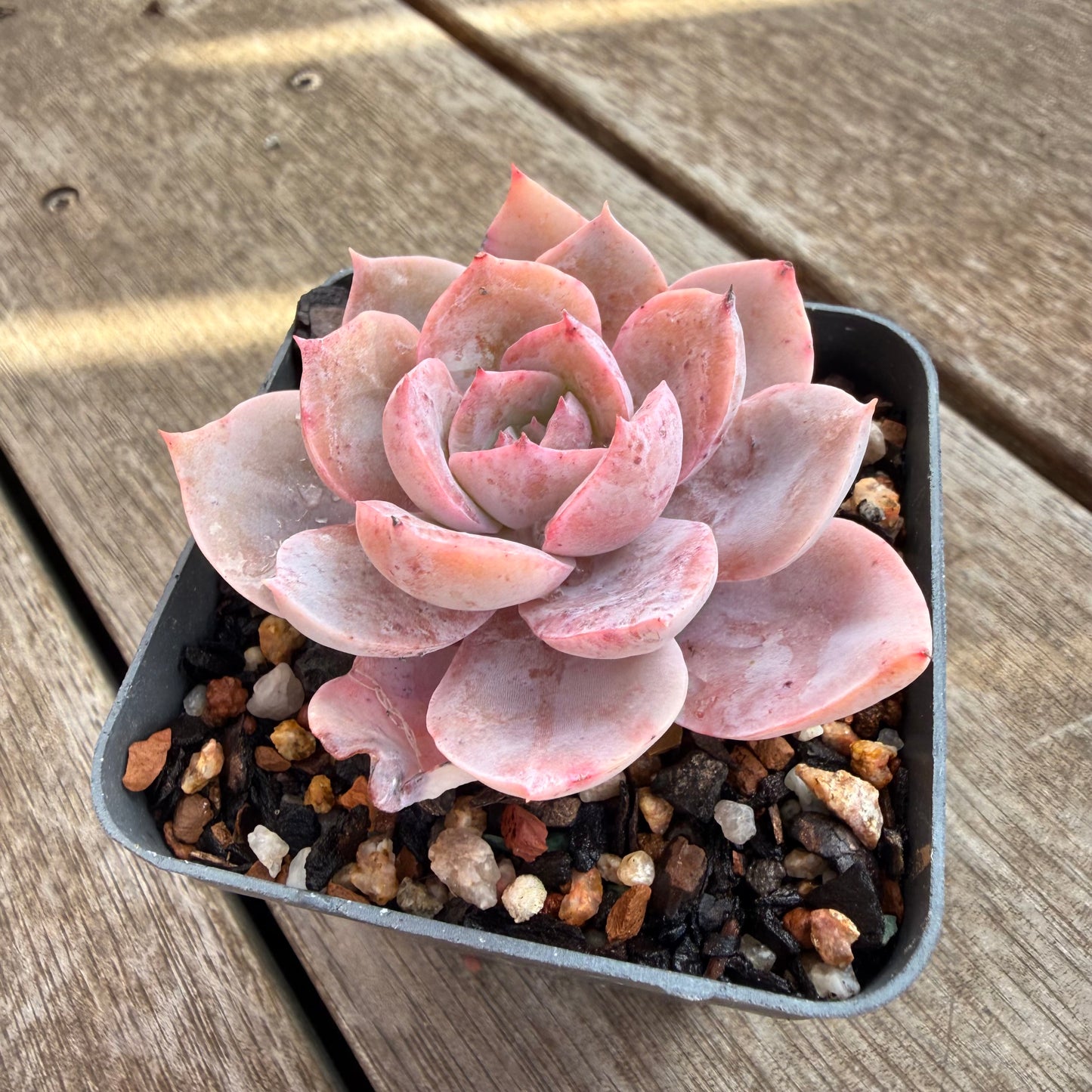 0906 Echeveria Laui x Neon Breaker