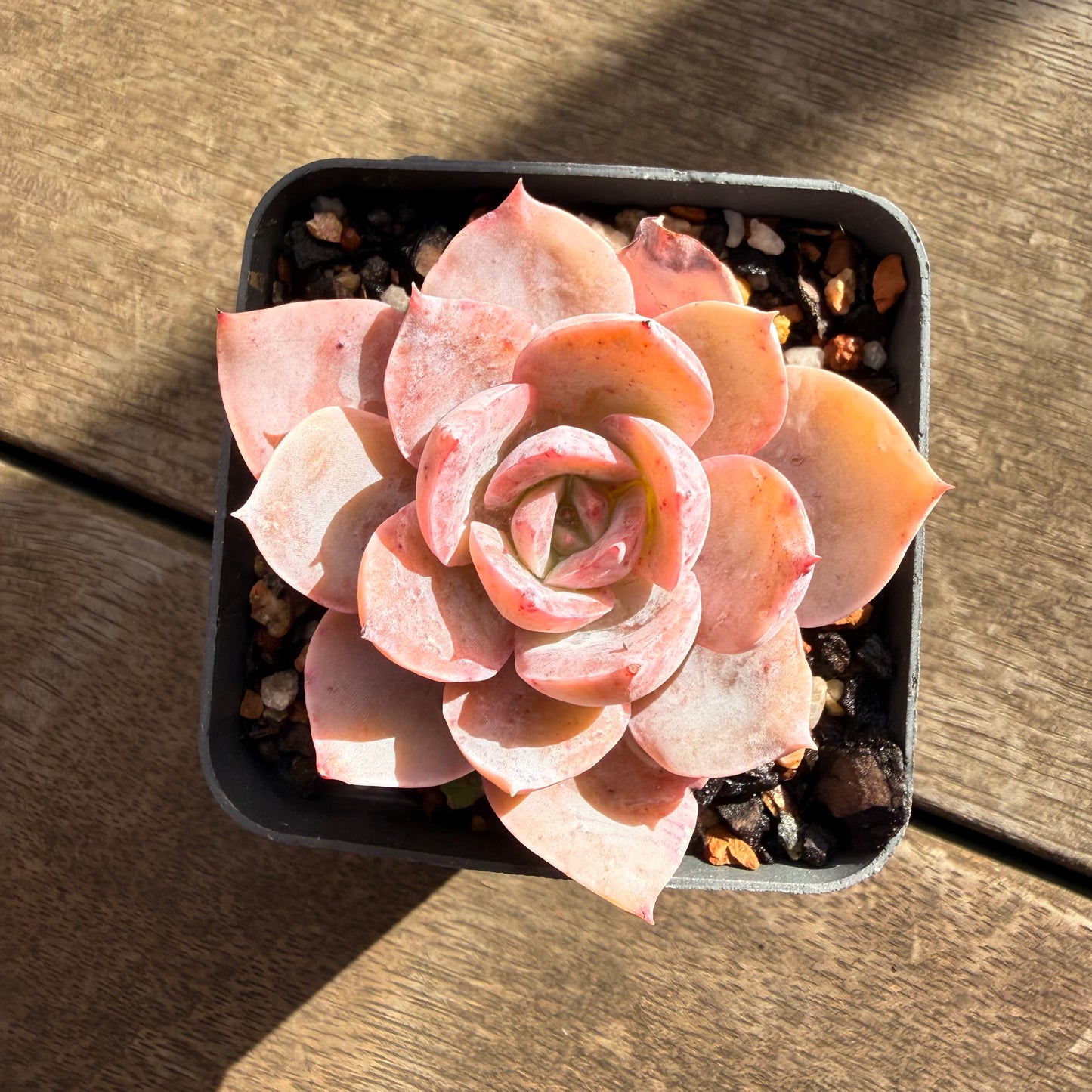 0906 Echeveria Laui x Neon Breaker